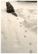 Carte postale plaizier"Snowcat"
